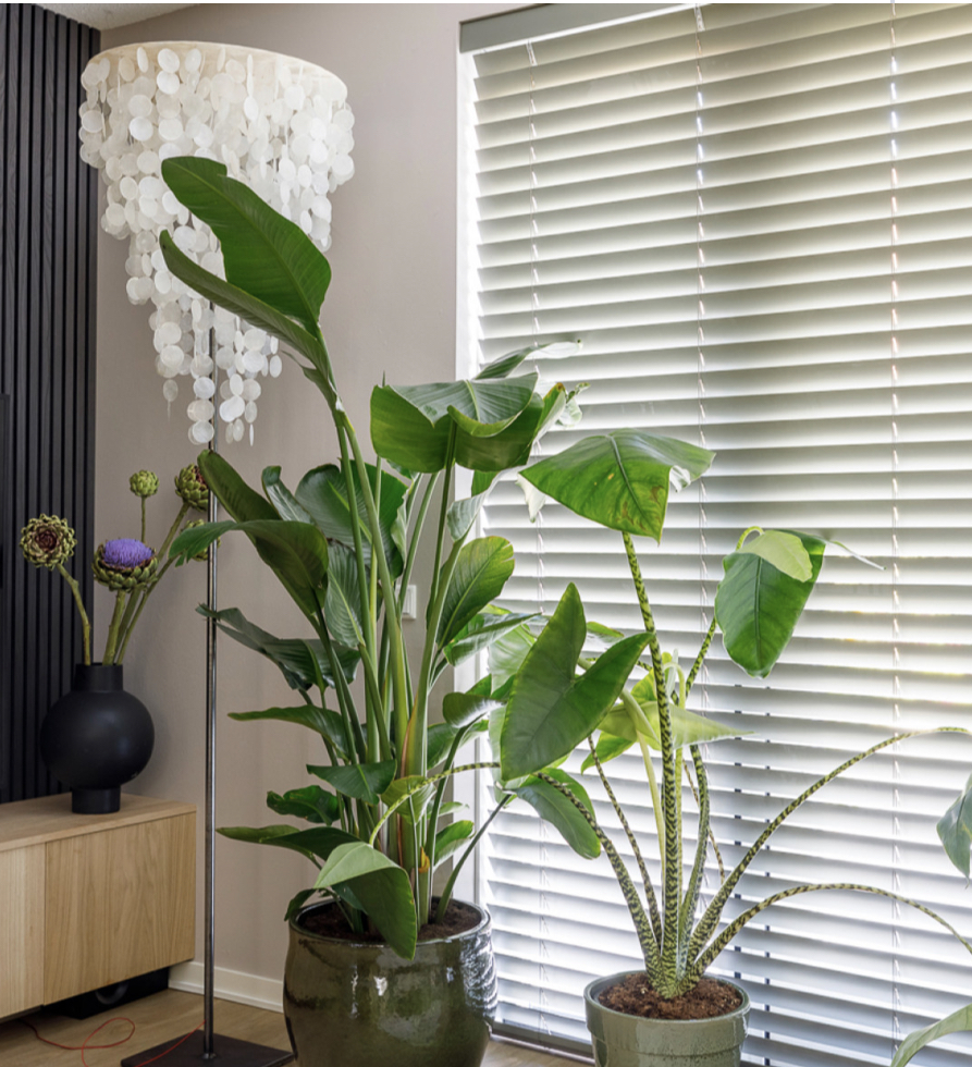 Raamdecoratietrends 2023